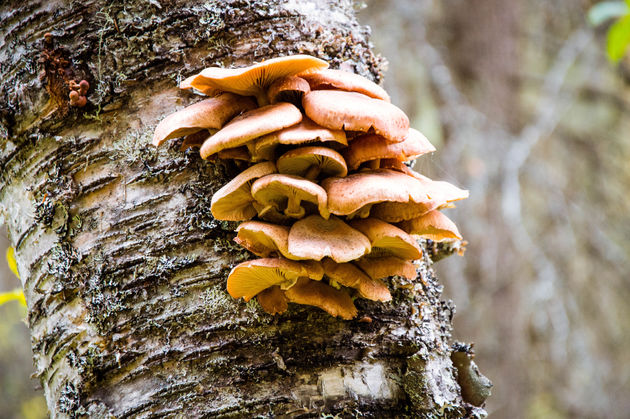 herfst-lapland.jpeg