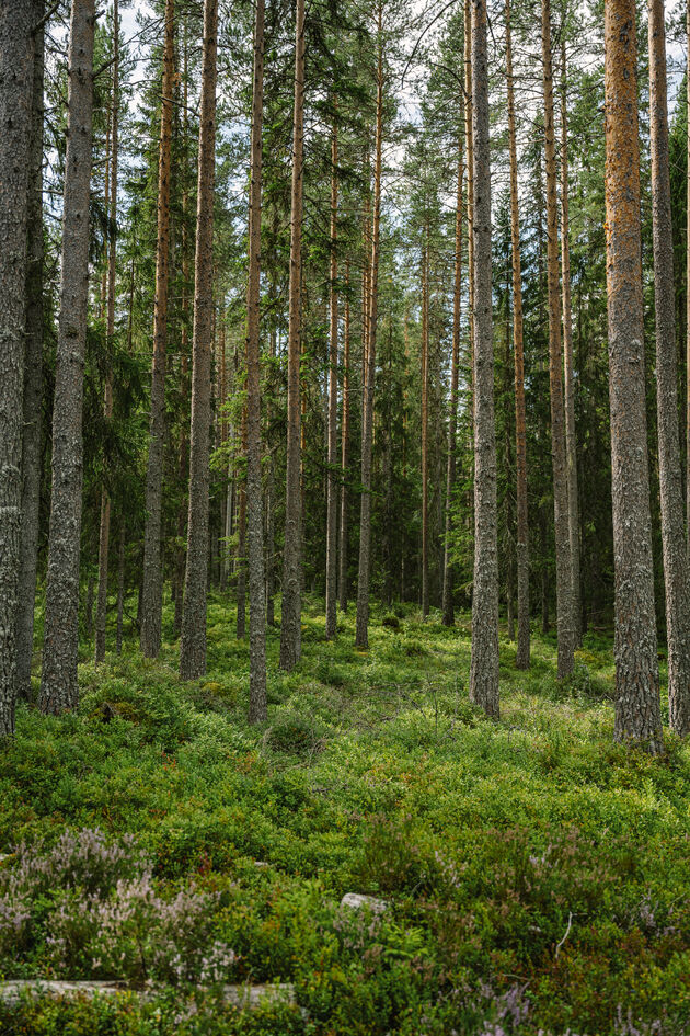 hiken-dalarna.jpeg