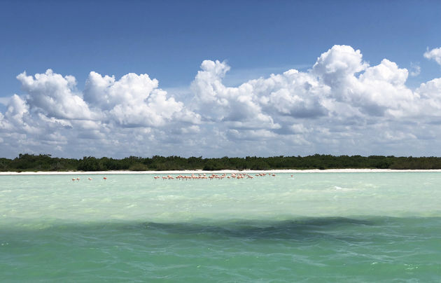 Zwemmen met whalesharks en op de terugweg nog even flamingo\u2019s spotten.