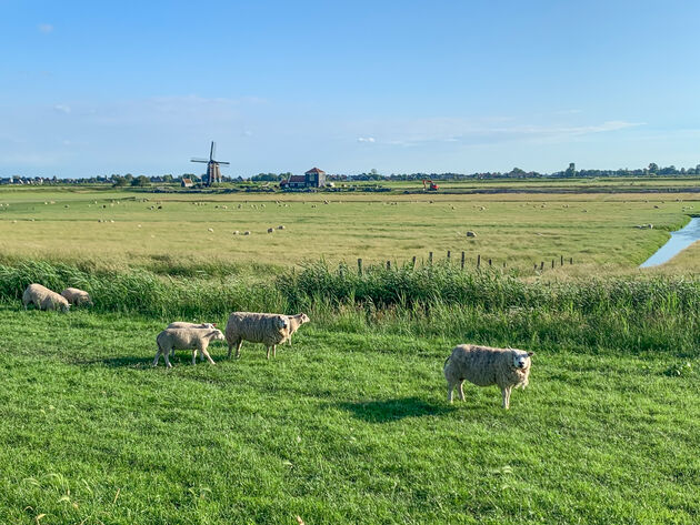 Genieten van typisch Hollandse uitzichten tijdens deze roadtrip Zuiderzee