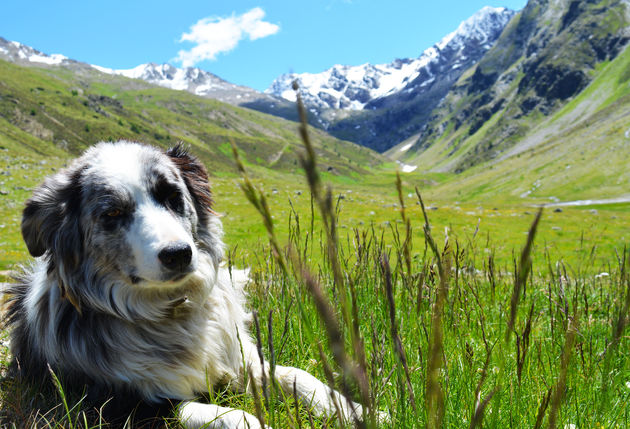 Deze hond ligt ook lekker te genieten van het mooie weer