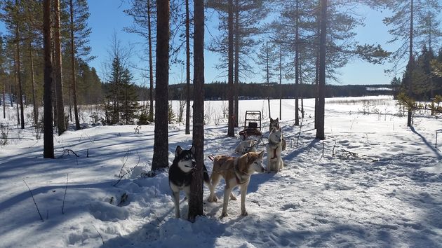 De huskies mogen even rusten