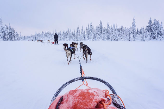 Hondenslee\u00ebn is het ultieme Lapland-gevoel