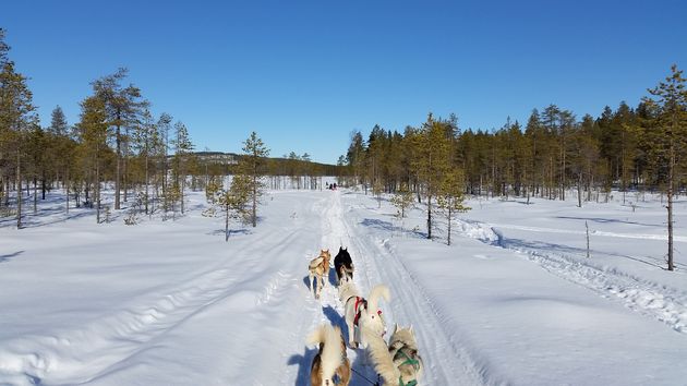 Een husky tocht: echt een must do in Gold of Lapland!