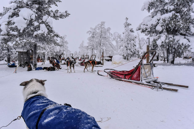 De husky`s zijn er al klaar voor