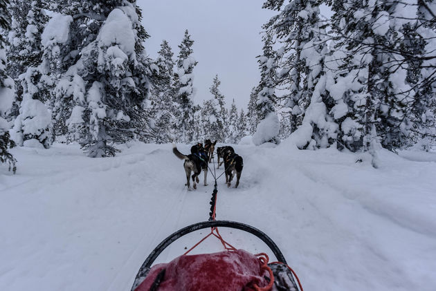 Met een hondenslede door Lapland is zo bijzonder!