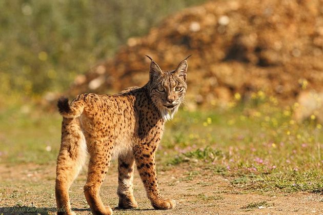 De Iberische lynx