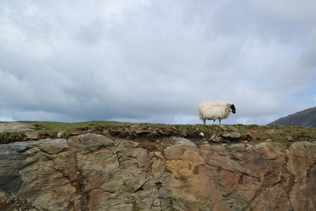 Aan schapen geen gebrek in Ierland. Je komt ze echt overal tegen en ze zijn behoorlijk fotogeniek!