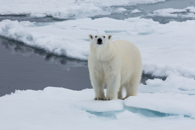Een ijsbeer gespot in Spitsbergen\u00a9 thopics - Adobe Stock