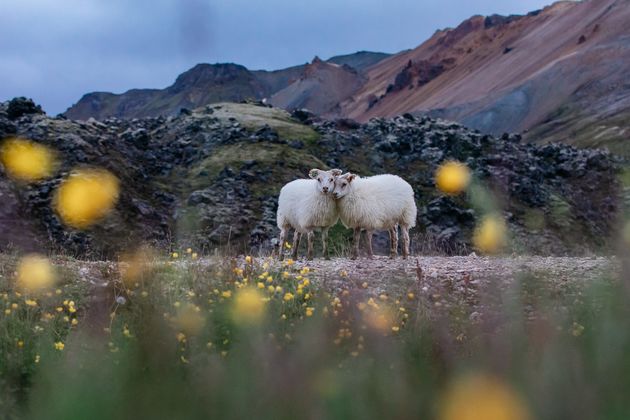 De \u00e9chte bewakers van al dat natuurschoon: IJslandse schapen