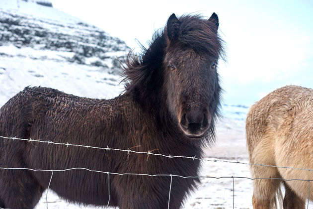 In IJsland zijn er bijna net zoveel paarden als mensen