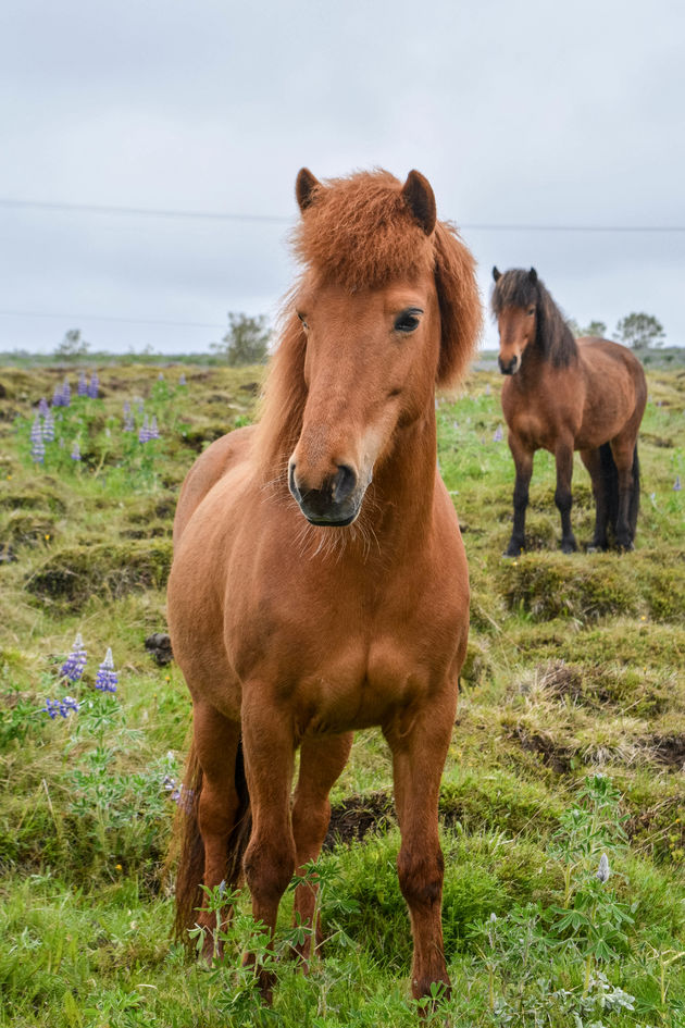 Wilde paarden zie je overal in IJsland