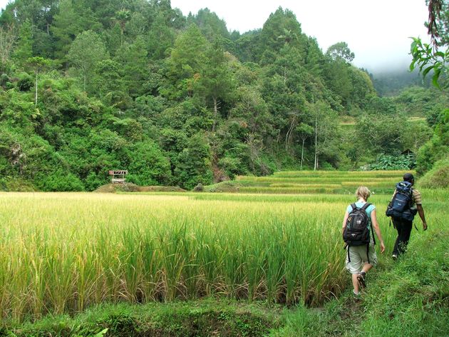 Must do: meerdaagse trekking door het land van de Toraja`s