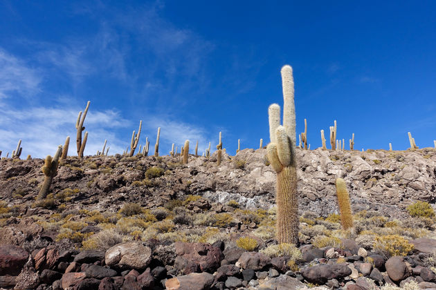 Het cactuseiland: Isla Incahuasi
