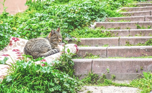 istanbul-balat-katten.jpeg