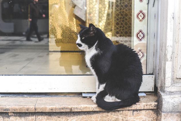 Zelfs in de drukke winkelstraat Istiklal Caddesi vinden katten in Istanbul een veilig plekje