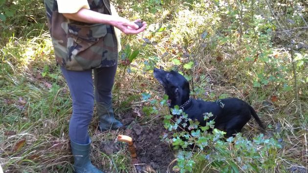 Zoals over het truffels zoeken met een truffelhond!