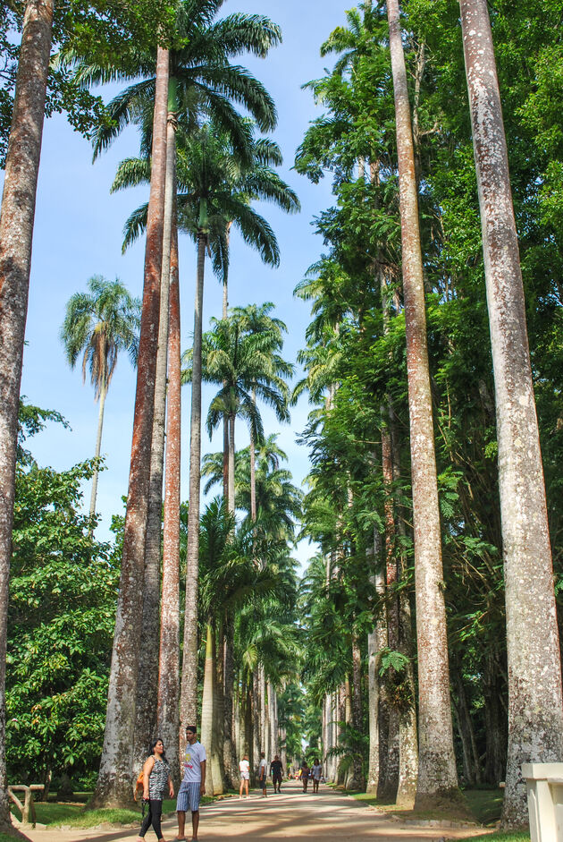 Wandel door Jardim Botanico