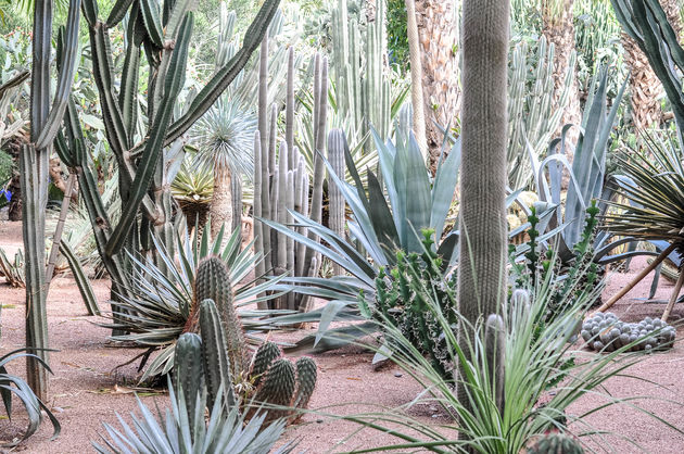 De tuin heeft een grote collectie cactussen