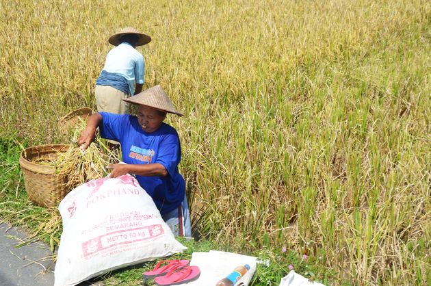 Harde werkers in de rijstvelden