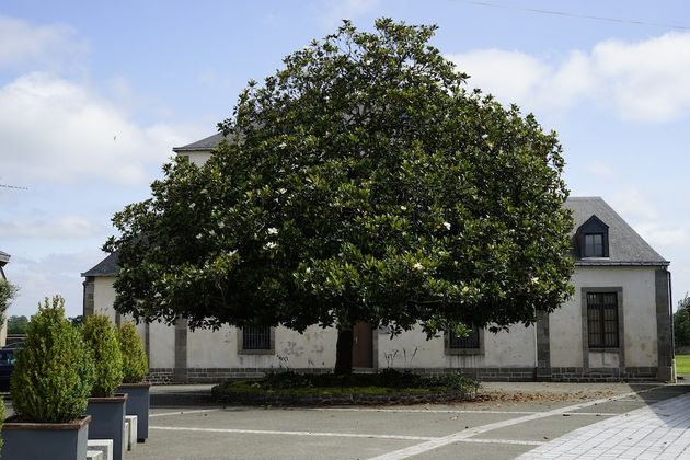 De mooiste boom van Jublains