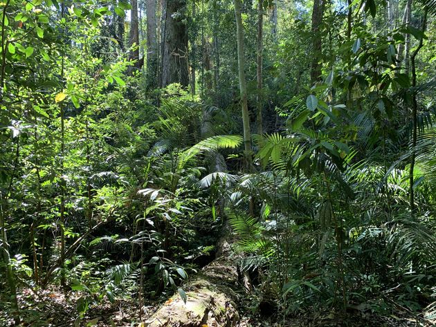 <em>De prachtige en snikhete jungle van Khao Yai National Park<\/em>