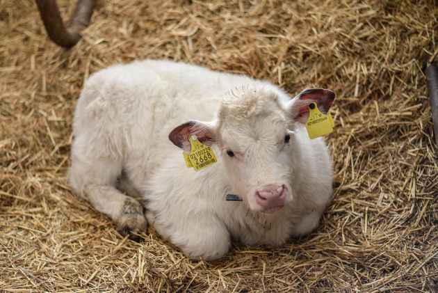 Er is net een kalfje geboren, zo schattig!