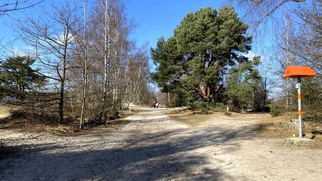 Prachtige brede wandelpaden vanuit Kalmthout