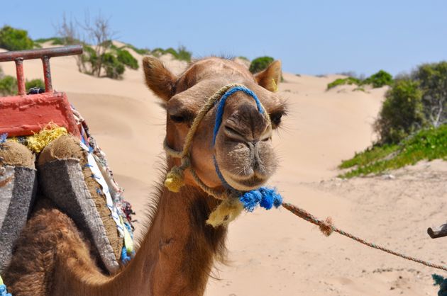 Wie wil kan een ritje op een kameel maken