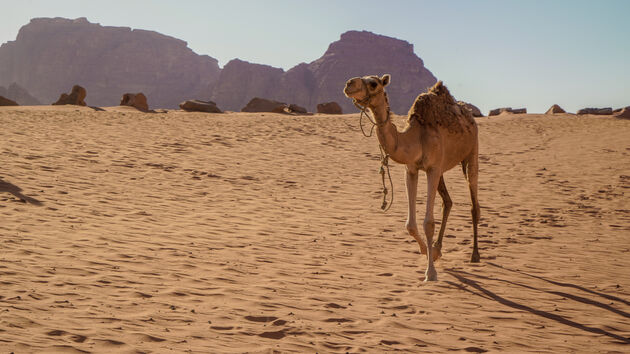 Ook hier behoren kamelen natuurlijk tot de locals