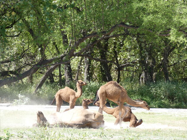 Overal waar je kijkt zie je kamelen in het zuiden van Oman: baby`s met moeder zijn de cutest