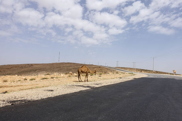 Overal in Jordani\u00eb komen we kamelen langs de weg tegen