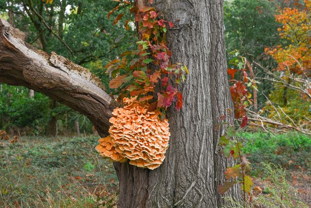 Het is overduidelijk herfst