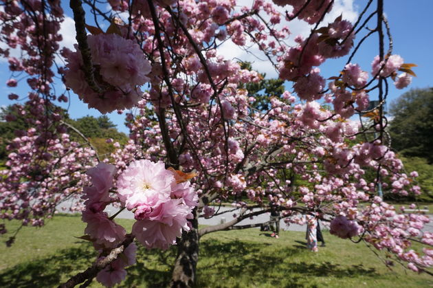 Genieten van de kersenbloesem in Ueno Park