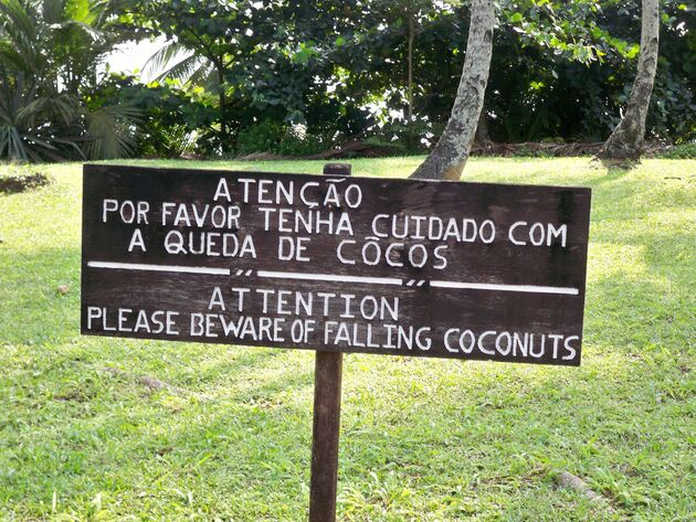 Altijd op je hoede zijn voor vallende kokosnoten