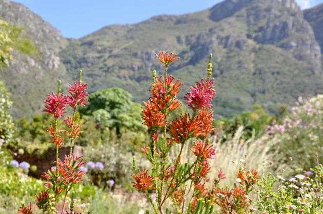 Kirstenbosch in bloei