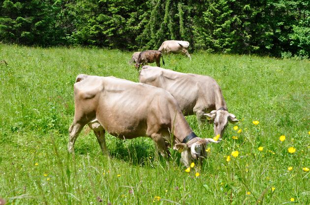 Het is zomer en dus mogen de koeien weer op de berg grazen