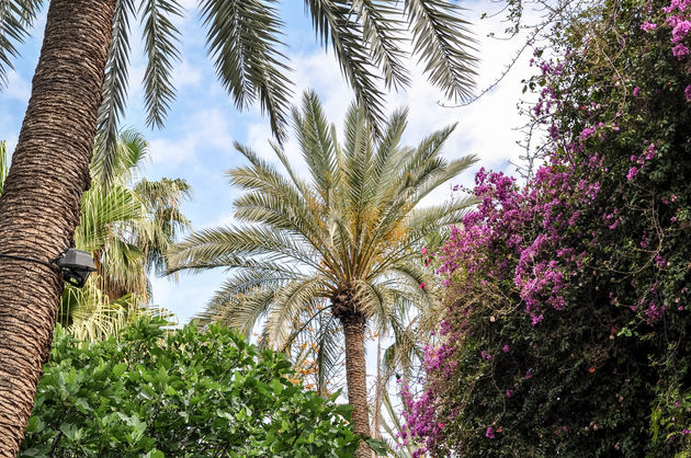 Een oase van palmbomen en kleur
