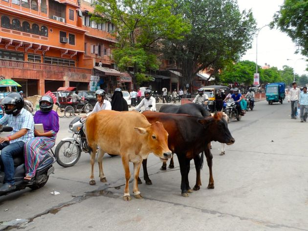 De koe is heilig in India