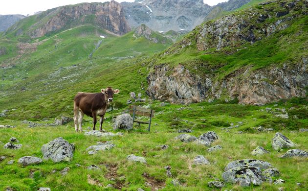 De alpenkoeien ga je hoe dan ook tegenkomen