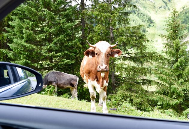 Nieuwsgierige koeien langs de kant van de weg