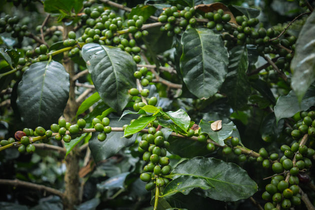 Op bezoek bij een koffieplantage