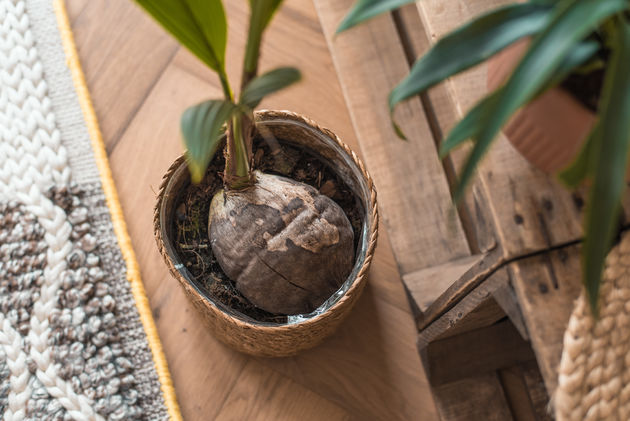 Een kokospalm groeit direct uit een kokosnoot