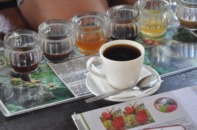 Kopi Luwak, de `duurste` koffie ter wereld