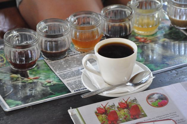 Kopi Luwak, de `duurste` koffie ter wereld