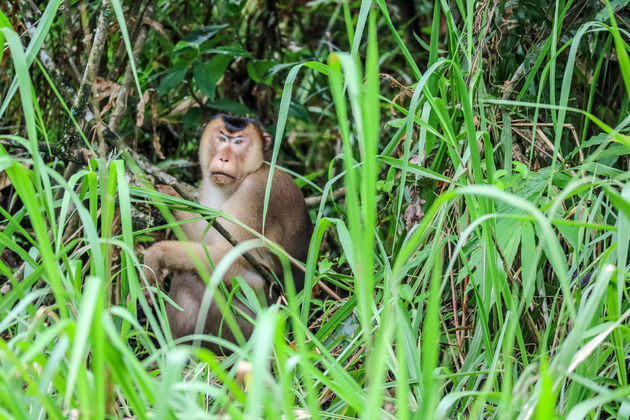 De short tail macaque (kortstaart makaak) kom je regelmatig tegen in de jungle.