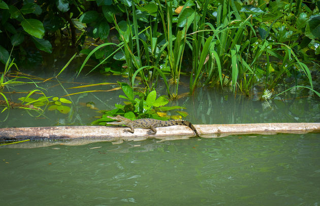 krokodil-gamboa-rainforest