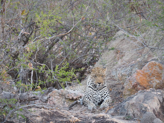Het Krugerpark is d\u00e9 plek om de Big Five in het wild te spotten