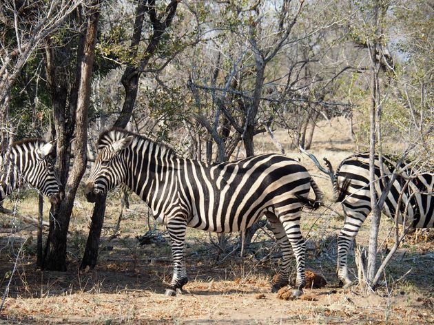 <i>Deze zebra\u2019s staan netjes op een rij<o:p><\/o:p></i>