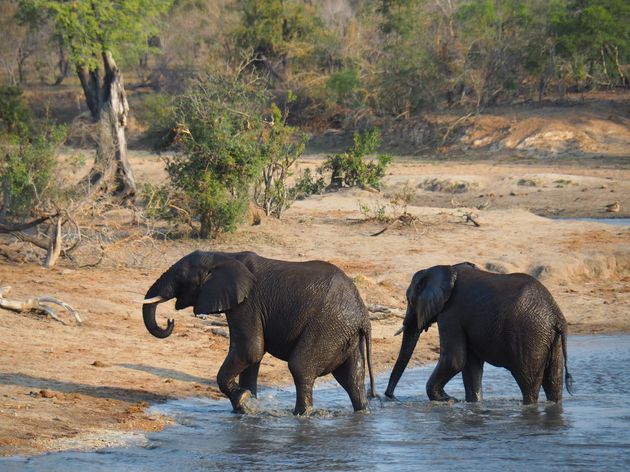 <i>Deze olifanten hebben net een lekker verkoelend bad genomen<o:p><\/o:p></i>